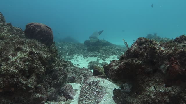 Excited Diver Has Close Encounter with Sharks