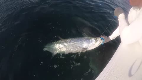 The Biggest Shark I have ever seen 3 HUGE Hammerhead Sharks Attack Tarpon