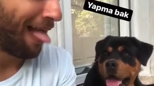 Confused the Rottweiler