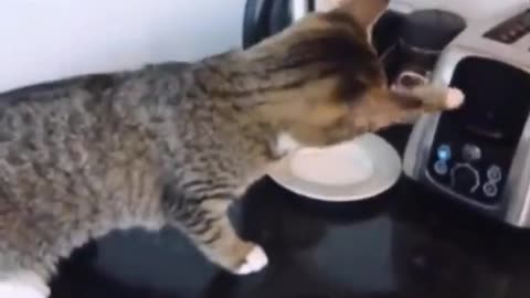 This funny cat 😸 is jumping on the toster 😂😂