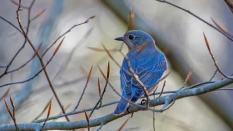 Bluebird