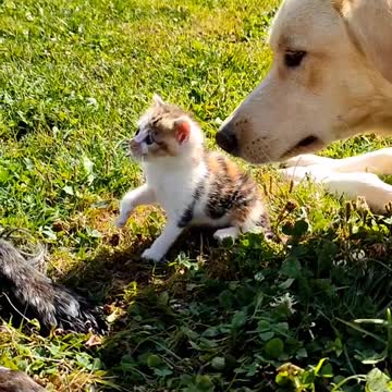 Rpondre@chattelouvelalouve #sauvetageanimaux #chaton #fyp #sauvetagechaton #chi