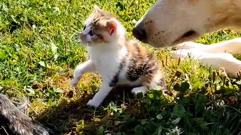 Rpondre@chattelouvelalouve #sauvetageanimaux #chaton #fyp #sauvetagechaton #chi