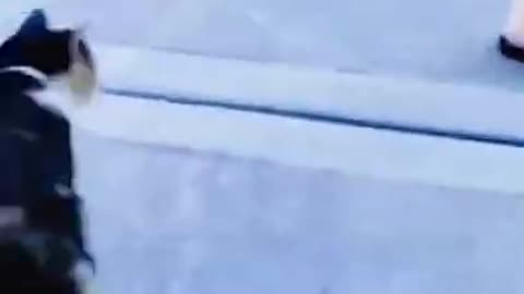 Funny cat 🤣🤣🤣 video