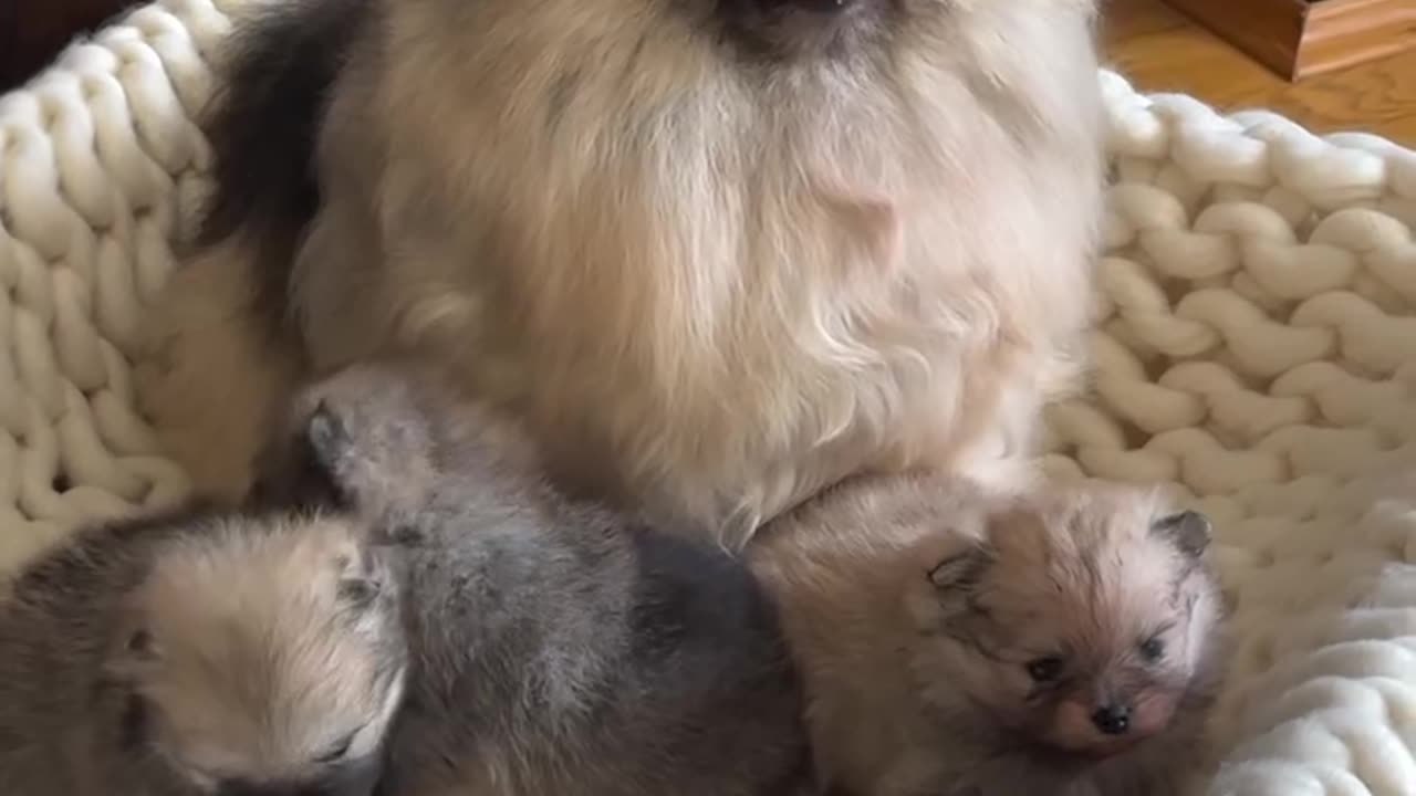 Poms & pups ðŸ«