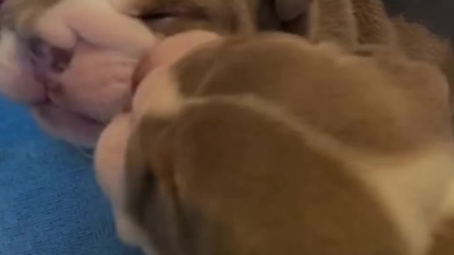 animals so funny and viral videos try not to laugh amazing videos