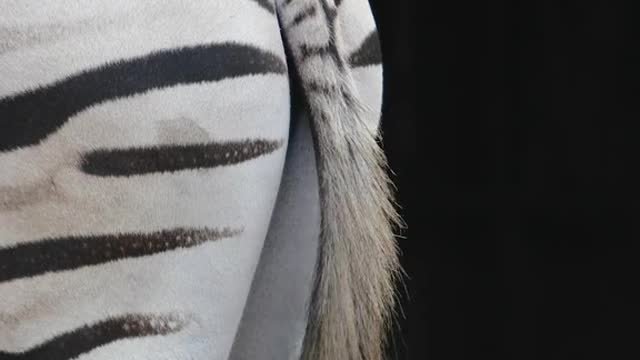 A zebra