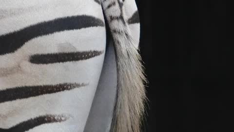 A zebra