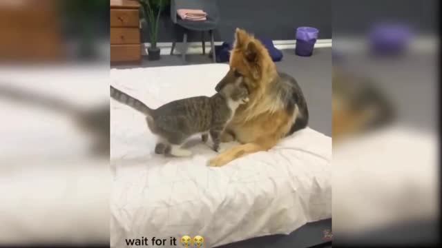 Cute funny cat video 🥰