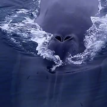 Blue Whale Recorded by Drone