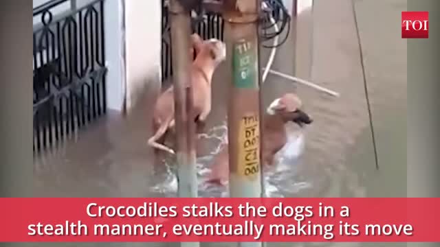 Lucky Dog! save him/herself from monster.