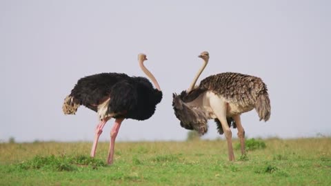 l OSTRICH BIRDS l