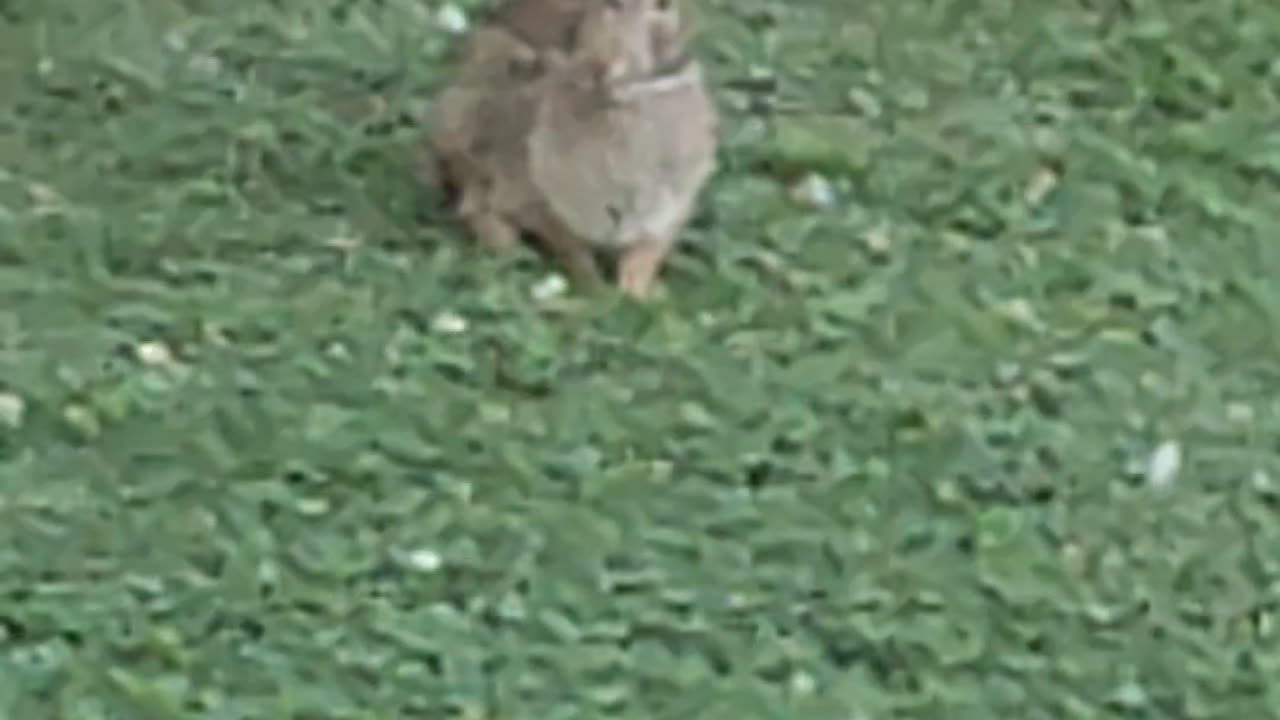 Rabbit, Levagood Area, Dearborn, MI, 8/24/24