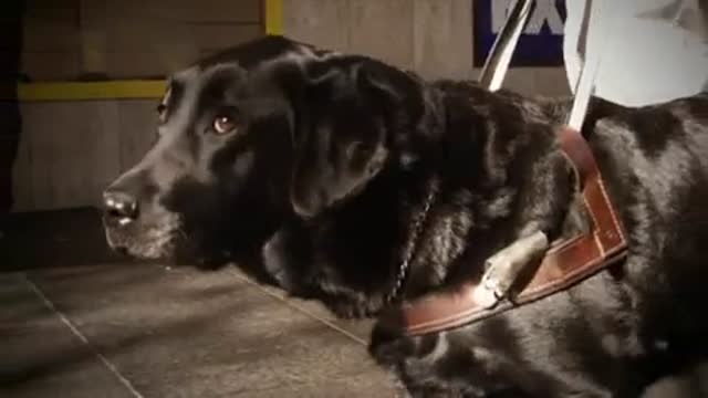 FREE DOG TRAINING SERIES – Lesson 1: how to teach your dog to sit and drop