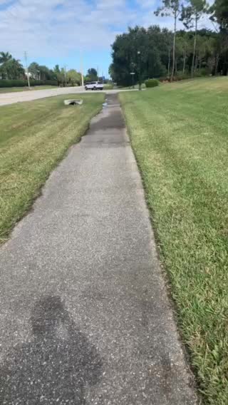 Alligator sunning in the walking path