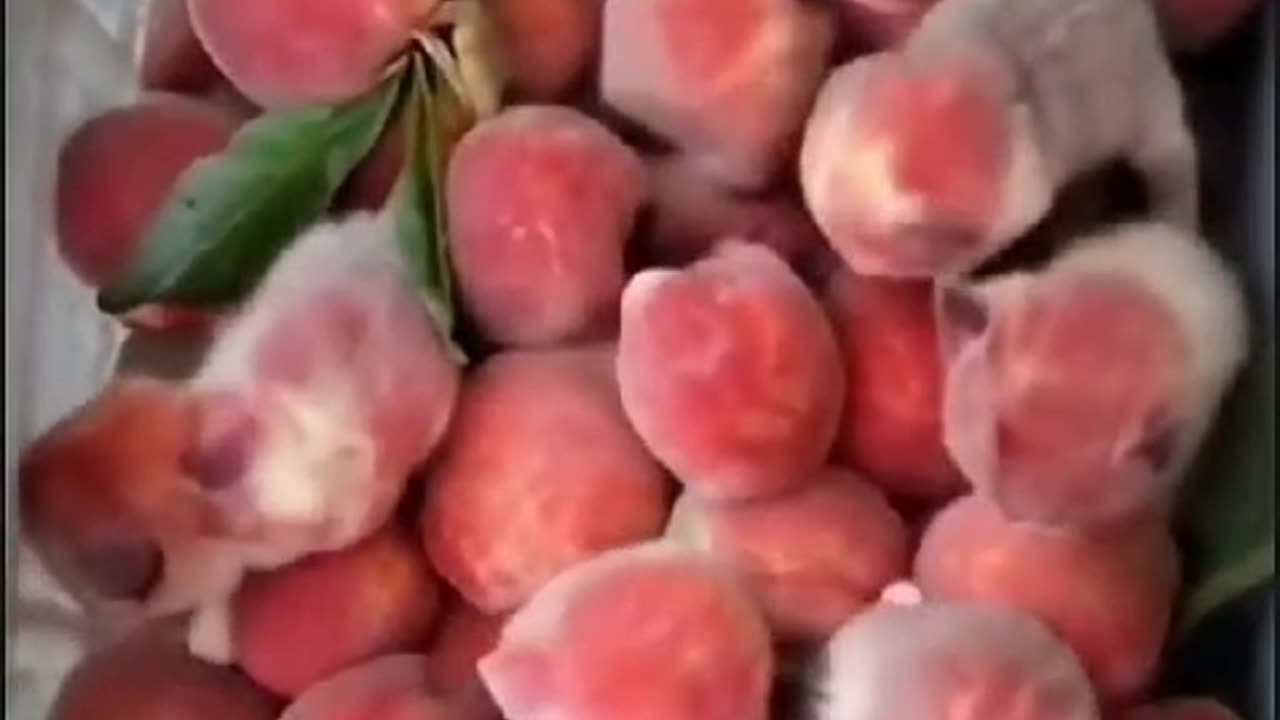 Can someone explain why these peaches suddenly turned into red kittens? 🍑😻