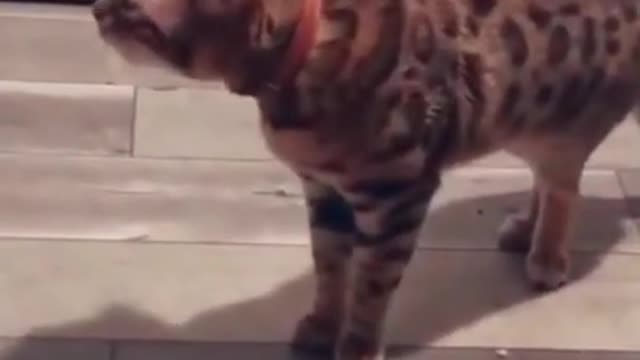 3.is this cat okay 😅 #shorts