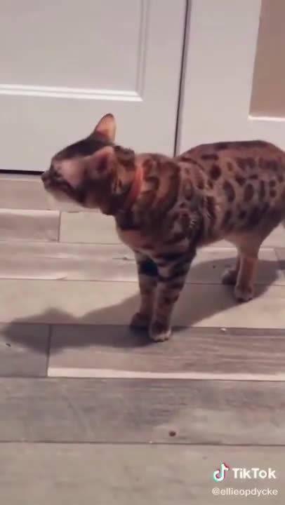 3.is this cat okay 😅 #shorts