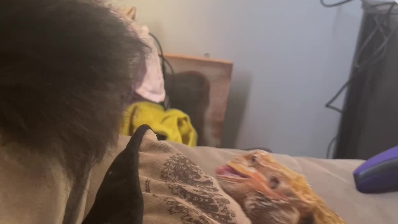 Bearded Dragon Bites Cat's Tail