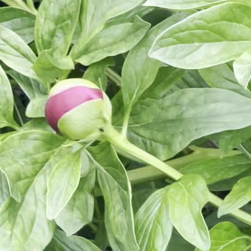 Flowers several stages in one scene