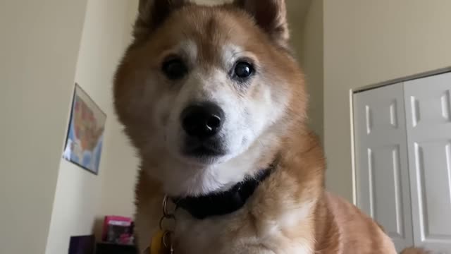 You don’t need an alarm if you have a Shiba 😍