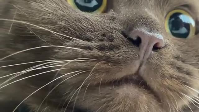 Cat Baby Video