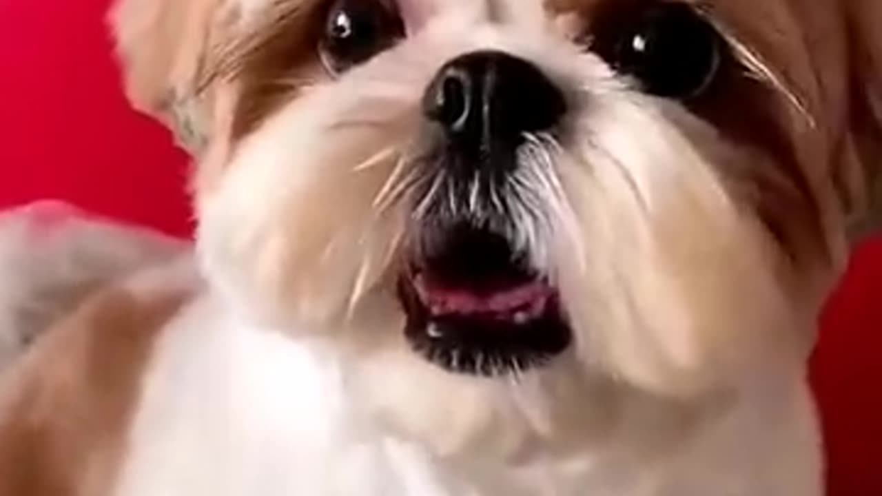 Shihtzu Dog Barking #dogs #shihtzupuppies #cutepuppies #shorts