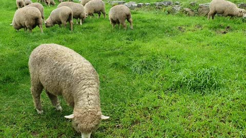 Alpaca feeding