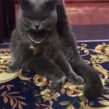 Funny cats show how to exercise leg lift