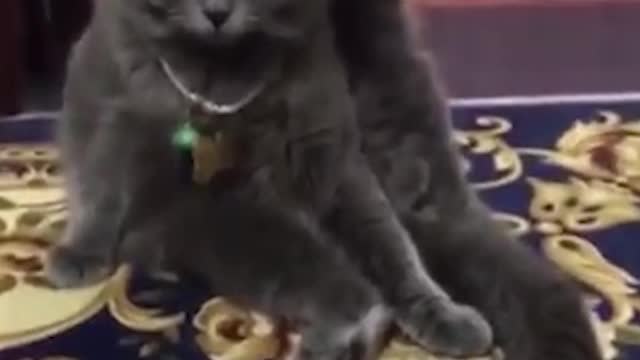 Funny cats show how to exercise leg lift