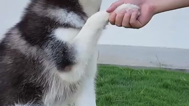 Husky puppies behaviour amazing video