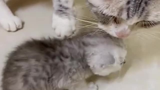 Adorable Cats Funny Cat Compilation # 13