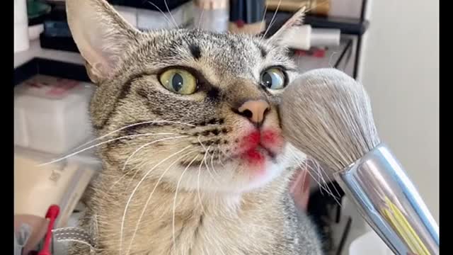 Funniest Animals cat - Best Of The 2021 - Funny Animals Videos