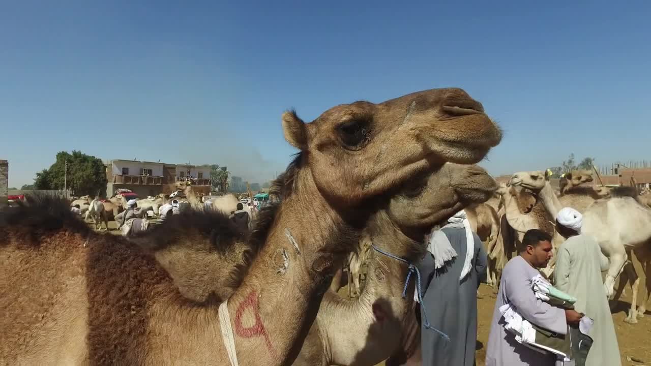 DARAW, EGYPT - FEBRUARY 6, 2016- Camel market in city of Daraw