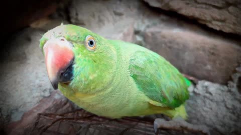 Cute parrot #parrot