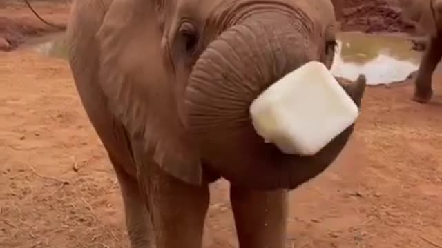 Baby Elephant is drinking milk in huge can