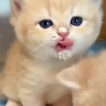 Cute and funny cat 💓