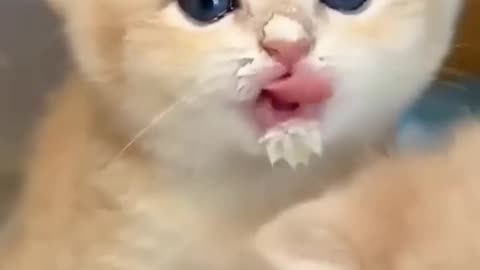 Cute and funny cat 💓