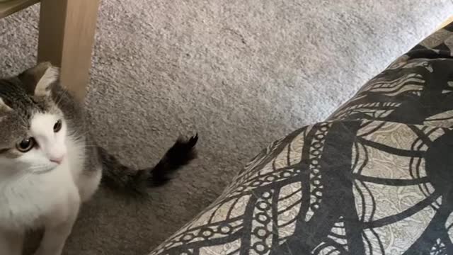 Cat playing
