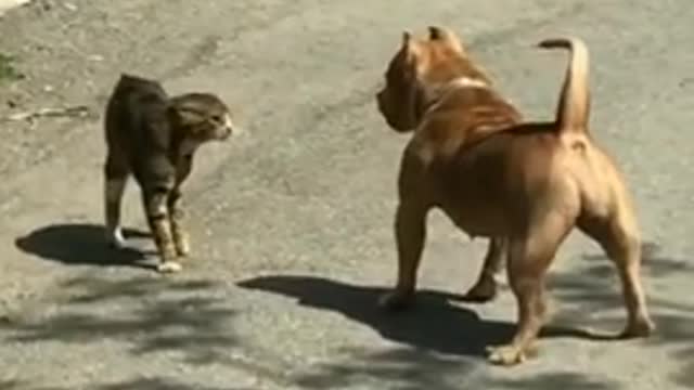 Cat and dog ka fight video