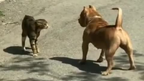 Cat and dog ka fight video