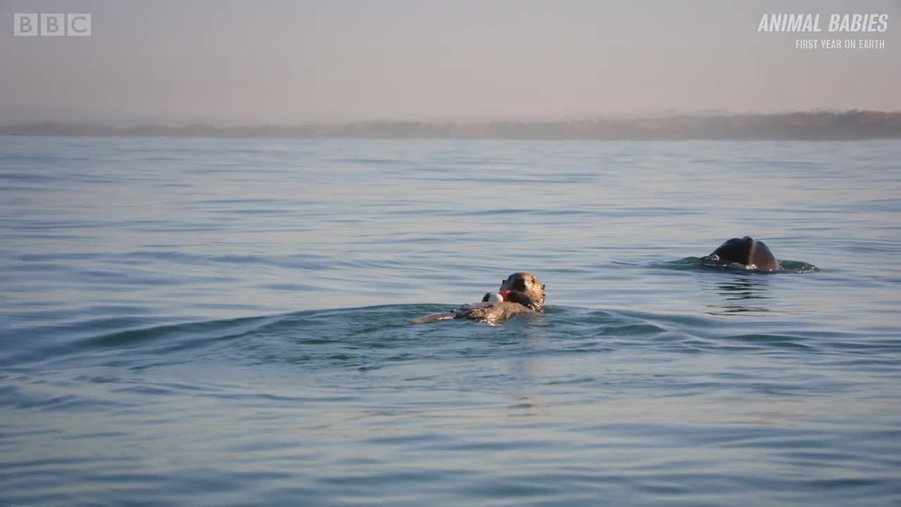 Sea Otters Playing with Plastic | First Year on Earth | BBC Earth