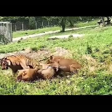 Place your bets on who will win, tiger or lion