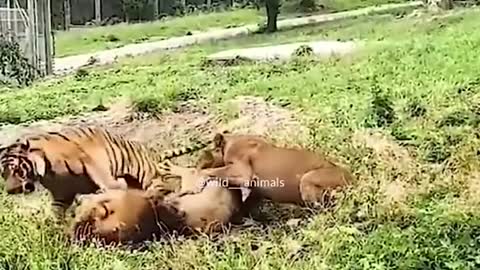 Place your bets on who will win, tiger or lion