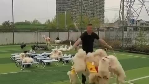 Cute Dogs Traning