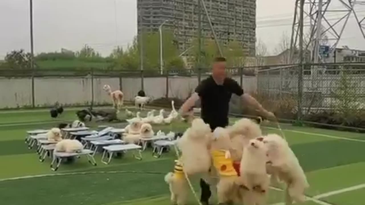 Cute Dogs Traning