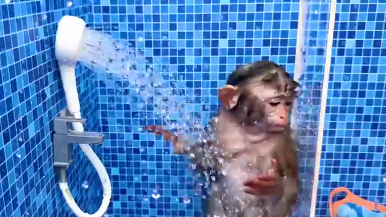 Crazy monkey