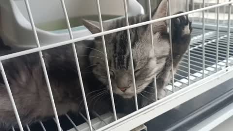 free cat