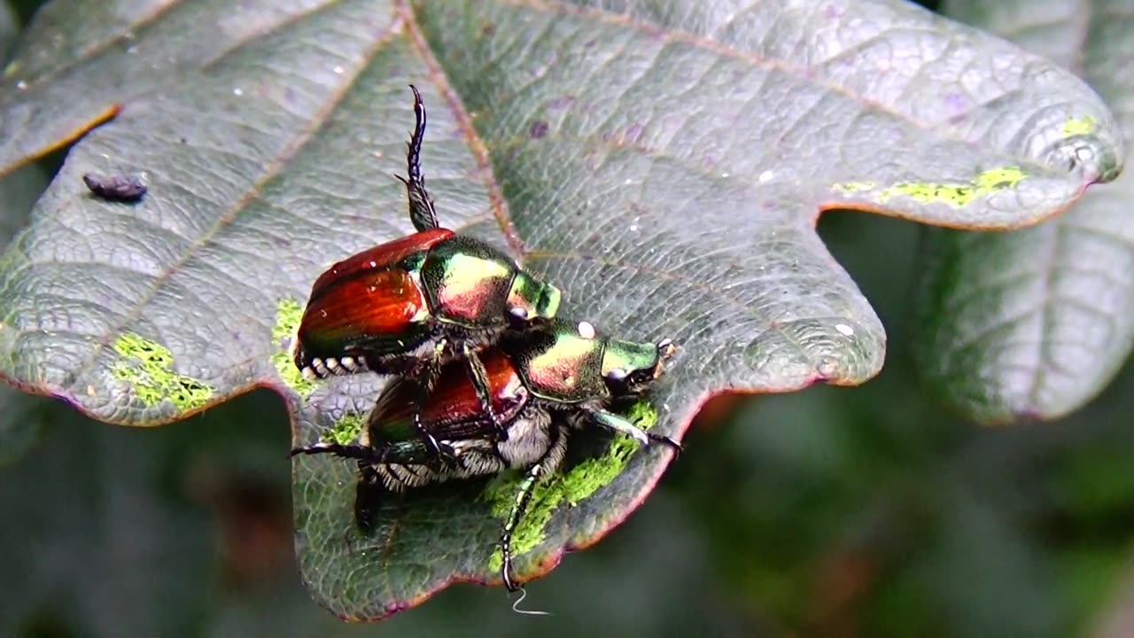 Japanese Beetles