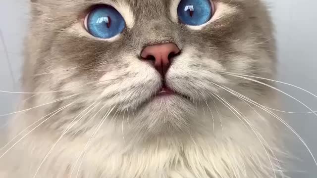 The most beautiful cat I have ever seen in America